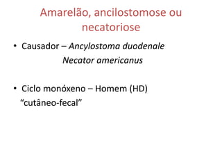 Amarelão, ancilostomose ou
            necatoriose
• Causador – Ancylostoma duodenale
           Necator americanus

• Ciclo monóxeno – Homem (HD)
  “cutâneo-fecal”
 