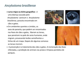 » Larva migra ou bicho geográfico : é
  uma doença causada pelo
 Ancylostoma caninum e Ancylostoma
 brasiliense, parasita encontrado em
  cães e gatos.
» Em ambientes quentes e úmidos, os
  ovos do parasita, que podem ser encontrados
  nas fezes de cães e gatos, liberam as larvas,
  que penetram na pele de seres humanos, onde
  migram, provocando lesões semelhantes a
  linhas de um mapa. Depois de algumas semanas
  as larvas morrem.
» A prevenção é o tratamento dos cães e gatos. A incineração das fezes
  infectadas, a proibição de animais nas praias e limpeza periódica de
  parques.
 