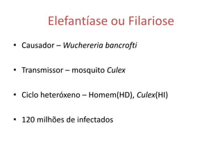 Elefantíase ou Filariose
• Causador – Wuchereria bancrofti

• Transmissor – mosquito Culex

• Ciclo heteróxeno – Homem(HD), Culex(HI)

• 120 milhões de infectados
 