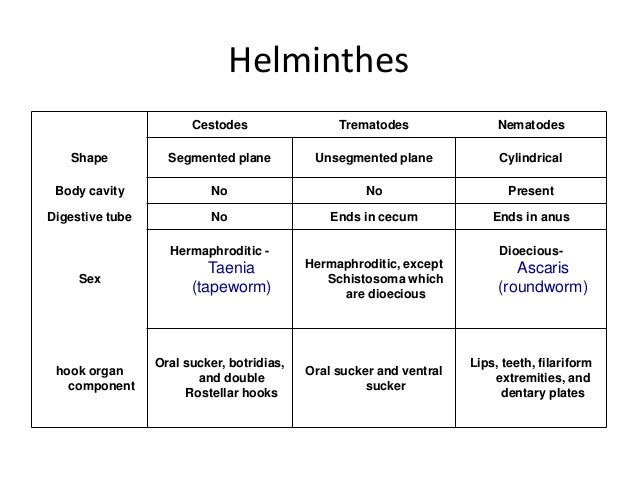 are nematodes segmented