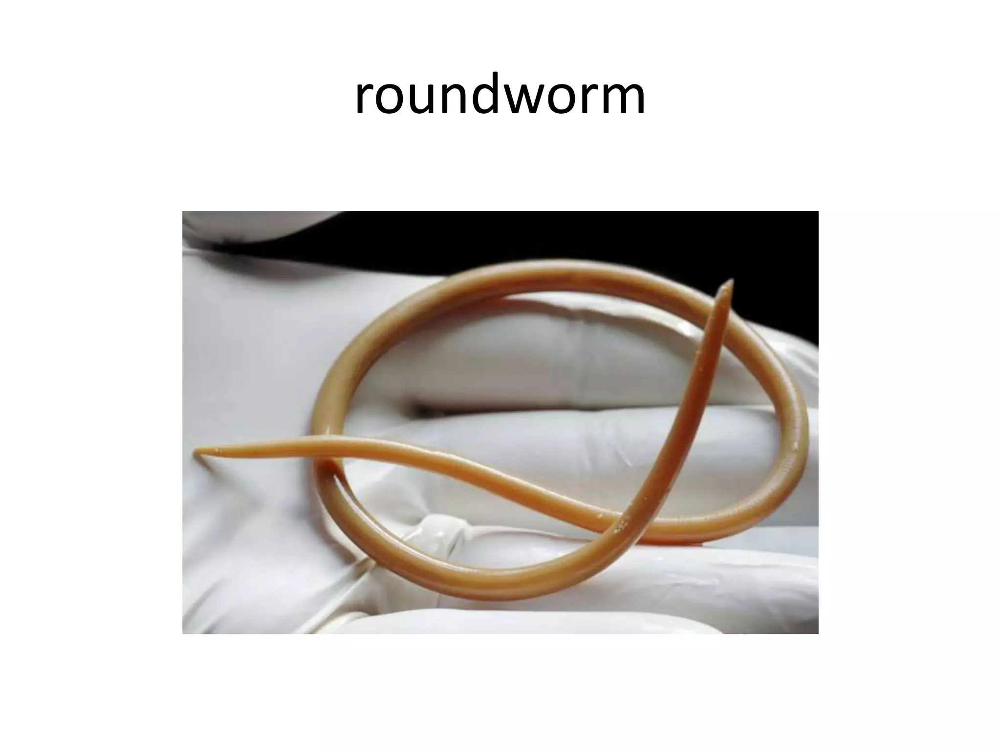 Reptile Roundworm Infections photo