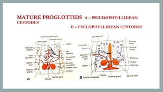 Proglottids Model HELMINTHOLOGY.pptx