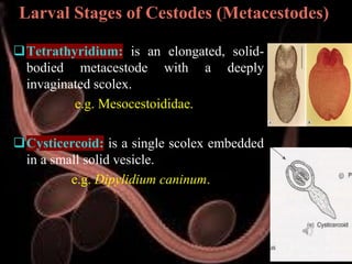 Veterinary Helminthology: Introduction to Tapeworms (Cestodes) Life ...