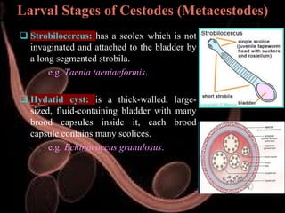 Veterinary Helminthology: Introduction to Tapeworms (Cestodes) Life ...