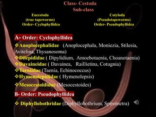 Veterinary Helminthology: Introduction to Tapeworms (Cestodes) Life ...
