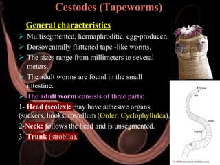 Veterinary Helminthology: Introduction to Tapeworms (Cestodes) Life ...
