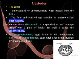 Veterinary Helminthology: Introduction to Tapeworms (Cestodes) Life ...