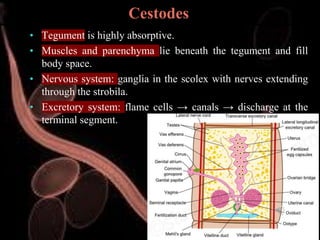 Veterinary Helminthology: Introduction to Tapeworms (Cestodes) Life ...