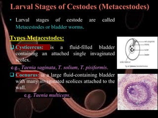 Veterinary Helminthology: Introduction to Tapeworms (Cestodes) Life ...