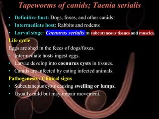 Helminthology , Tapeworms - Taenia .. pdf | PDF