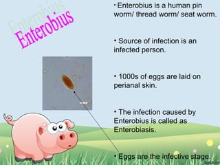 • Enterobius is a human pin
worm/ thread worm/ seat worm.
• Source of infection is an
infected person.
• 1000s of eggs are laid on
perianal skin.
• The infection caused by
Enterobius is called as
Enterobiasis.
• Eggs are the infective stage.
 