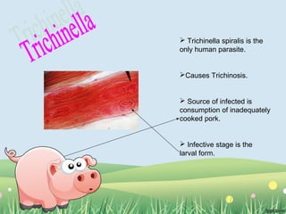  Trichinella spiralis is the
only human parasite.
Causes Trichinosis.
 Source of infected is
consumption of inadequately
cooked pork.
 Infective stage is the
larval form.
 