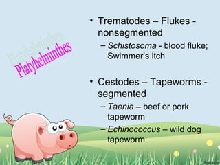 • Trematodes – Flukes -
nonsegmented
– Schistosoma - blood fluke;
Swimmer’s itch
• Cestodes – Tapeworms -
segmented
– Taenia – beef or pork
tapeworm
– Echinococcus – wild dog
tapeworm
 