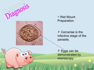  Wet Mount
Preparation.
 Cercariae is the
infective stage of the
parasite.
 Eggs can be
demonstrated by
microscopy.
 