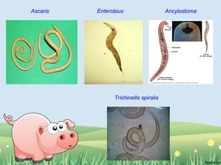 Ascaris Enterobius Ancylostoma
Trichinella spiralis
 