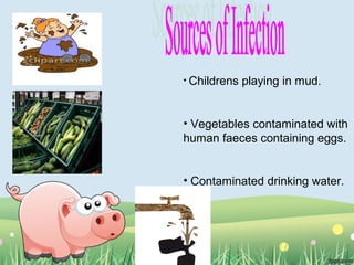 • Childrens playing in mud.
• Vegetables contaminated with
human faeces containing eggs.
• Contaminated drinking water.
 