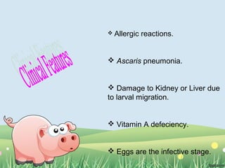  Allergic reactions.
 Ascaris pneumonia.
 Damage to Kidney or Liver due
to larval migration.
 Vitamin A defeciency.
 Eggs are the infective stage.
 