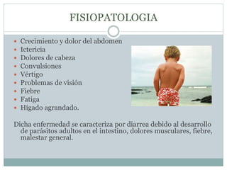 FISIOPATOLOGIA 
 Crecimiento y dolor del abdomen 
 Ictericia 
 Dolores de cabeza 
 Convulsiones 
 Vértigo 
 Problemas de visión 
 Fiebre 
 Fatiga 
 Hígado agrandado. 
Dicha enfermedad se caracteriza por diarrea debido al desarrollo 
de parásitos adultos en el intestino, dolores musculares, fiebre, 
malestar general. 
 