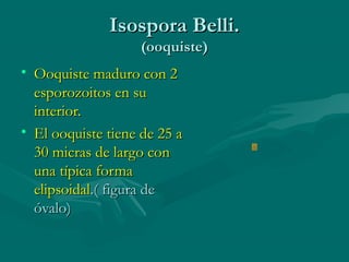 Isospora Belli.
                   (ooquiste)
• Ooquiste maduro con 2
  esporozoitos en su
  interior.
• El ooquiste tiene de 25 a
  30 micras de largo con
  una típica forma
  elipsoidal.( figura de
  óvalo)
 