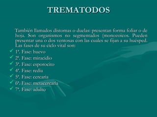 TREMATODOS

  También llamados dístomas o duelas: presentan forma foliar o de
  hoja. Son organismos no segmentados (monozoicos. Pueden
  presentar una o dos ventosas con las cuales se fijan a su huésped.
  Las fases de su ciclo vital son:
 1ª. Fase: huevo
 2ª. Fase: miracidio
 3ª. Fase: esporocito
 4ª. Fase: redia
 5ª. Fase: cercaria
 6ª. Fase: metacercaria
 7ª. Fase: adulto
 
