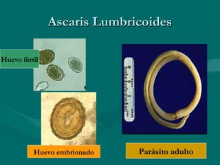 Ascaris Lumbricoides

Huevo fértil




          Huevo embrionado   Parásito adulto
 