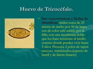 Huevo de Tricocéfalo.
       • Son característicos y fáciles de
         identificar, miden cerca de 25
         micras de ancho por 50 de largo,
         son de color café teñido por la
         bilis, con una membrana doble
         que los hace resistente al medio
         externo donde pueden vivir hasta
         5 años. Presenta 2 polos de tapón
         mucoso translúcidos.(aspecto de
         barril y de limón francés)
 