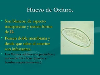 Huevo de Oxiuro.
• Son blancos, de aspecto
  transparente y tienen forma
  de D.
• Poseen doble membrana y
  desde que salen al exterior
  son infestantes.
• Los Vermes adultos son pequeños y
  miden de 0.5 a 1cm. (macho y
  hembra respectivamente.)
 