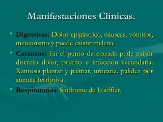 Manifestaciones Clínicas.
• Digestivas: Dolor epigástrico, náuseas, vómitos,
  meteorismo y puede existir melena.
• Cutáneas: En el punto de entrada pude existir
  discreto dolor, prurito e infección secundaria.
  Xantosis plantar y palmar, urticaria, palidez por
  anemia ferripriva.
• Respiratorias: Síndrome de Loeffler.
 