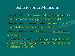 Schistosoma Mansoni.
• Localización: La forma adulta habita en las
  vénulas mesentéricas y plexo hemorroidales.
• Hospedero intermediario: molusco género
  Biomphalaria. (caracol de agua dulce)
• Forma infestante: Cercaria o furcocercaria.
  (cola bífida)
• Vía de infestación: penetra por la piel cuando
  el individuo se pone en contacto con aguas que
  contienen la Cercaria.
 