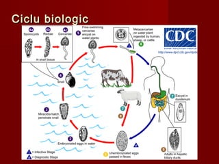 Ciclu biologic




                 10
 