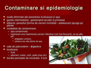Contaminare si epidemiologie
 ouale eliminate ale parazitului evolueaza in apa
 gazda intermediara - gasteropod acvatic (Lymnaea)
 eliberat, parazitul (forma de cercari inchistati - adolescari) ajunge pe
  plante
 modalitati de contaminare:
     – apa contaminata
     – ingerarea unor asemenea cercari infectiosi (cel mai frecvent), ce se afla
       pe:
          cresson (untisor),
          salatica sau alte plante de apa

 cale de patrundere – d igestiva
 localizare:
     – ficat
     – plamani, creier, ochi, piele (mai rar)
   durata perioadei de incubatie: 3 luni.

                                                               11
 