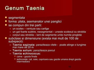 Genum Taenia
   segmentata
   forma: plata, asemanator unei panglici
   se compun din trei parti:
    –   un scolex – ventuze sau carlige
    –   un gat foarte subtire, nesegmentat – uneste scolexul cu strobila
    –   corpul sau strobila – lant de segmente unite numite proglote
   subclase si dimensiune (exista mai mult de 100 de
    subspecii):
    – Taenia saginata: paraziteaza vitele - poate atinge o lungime
      mai mare de 20 m
    – Taenia solium: paraziteaza porcul 
    – Taenia echinococus:
          caine - gazda finala
          ierbivorele: cal, oaie, caprioara sau gazde umana drept gazda
           intermediara

                                                           16
 