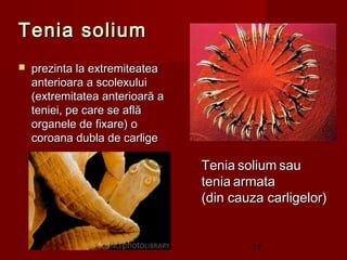 Tenia solium
   prezinta la extremiteatea
    anterioara a scolexului
    (extremitatea anterioară a
    teniei, pe care se află
    organele de fixare) o
    coroana dubla de carlige

                                 Tenia solium sau
                                 tenia armata
                                 (din cauza carligelor)


                                         17
 