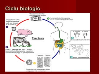 Ciclu biologic




                 19
 