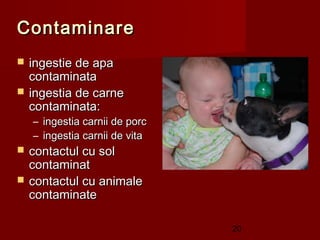 Contaminare
   ingestie de apa
    contaminata
   ingestia de carne
    contaminata:
    – ingestia carnii de porc
    – ingestia carnii de vita
   contactul cu sol
    contaminat
   contactul cu animale
    contaminate

                                20
 