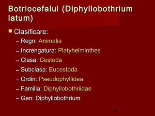 Botriocefalul (Diphyllobothrium
latum)
 Clasificare:
  – Regn: Animalia
  – Increngatura: Platyhelminthes
  – Clasa: Cestoda
  – Subclasa: Eucestoda
  – Ordin: Pseudophyllidea
  – Familia: Diphyllobothriidae
  – Gen: Diphyllobothrium
                                    24
 