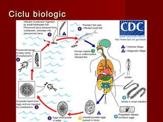 Ciclu biologic




                 27
 