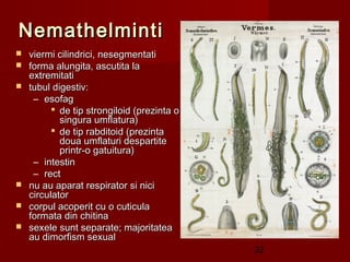 Nemathelminti
   viermi cilindrici, nesegmentati
   forma alungita, ascutita la
    extremitati
   tubul digestiv:
     – esofag
           de tip strongiloid (prezinta o
            singura umflatura)
           de tip rabditoid (prezinta
            doua umflaturi despartite
            printr-o gatuitura)
     – intestin
     – rect
   nu au aparat respirator si nici
    circulator
   corpul acoperit cu o cuticula
    formata din chitina
   sexele sunt separate; majoritatea
    au dimorfism sexual
                                             32
 