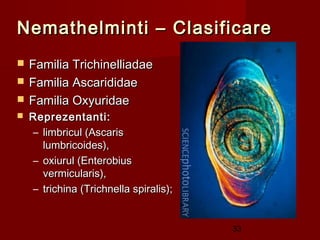 Nemathelminti – Clasificare
   Familia Trichinelliadae
   Familia Ascarididae
   Familia Oxyuridae
   Reprezentanti:  
    – limbricul (Ascaris
      lumbricoides),
    – oxiurul (Enterobius
      vermicularis),
    – trichina (Trichnella spiralis);


                                        33
 