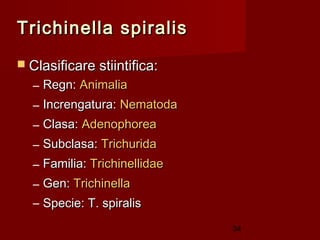 Trichinella spiralis
 Clasificare stiintifica:
  – Regn: Animalia
  – Increngatura: Nematoda
  – Clasa: Adenophorea
  – Subclasa: Trichurida
  – Familia: Trichinellidae
  – Gen: Trichinella
  – Specie: T. spiralis
                              34
 