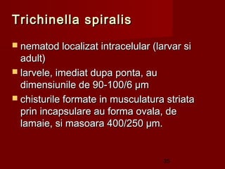 Trichinella spiralis
 nematod localizat intracelular (larvar si
  adult)
 larvele, imediat dupa ponta, au
  dimensiunile de 90-100/6 µm
 chisturile formate in musculatura striata
  prin incapsulare au forma ovala, de
  lamaie, si masoara 400/250 µm.


                                    35
 