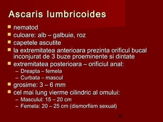 Ascaris lumbricoides
   nematod
   culoare: alb – galbuie, roz
   capetele ascutite
   la extremitatea anterioara prezinta orificul bucal
    inconjurat de 3 buze proeminente si dintate
   extremitatea posterioara – orificiul anal:
    – Dreapta – femela
    – Curbata – mascul
   grosime: 3 – 6 mm
   cel mai lung vierme cilindric al omului:
    – Masculul: 15 – 20 cm
    – Femela: 20 – 25 cm (dismorfism sexual)
                                               45
 