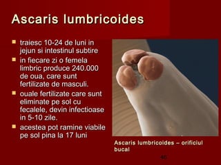 Ascaris lumbricoides
   traiesc 10-24 de luni in
    jejun si intestinul subtire
   in fiecare zi o femela
    limbric produce 240.000
    de oua, care sunt
    fertilizate de masculi.
   ouale fertilizate care sunt
    eliminate pe sol cu
    fecalele, devin infectioase
    in 5-10 zile.
   acestea pot ramine viabile
    pe sol pina la 17 luni
                                  Ascaris lumbricoides – orificiul
                                  bucal
                                                 46
 