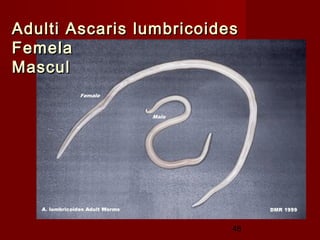 Adulti Ascaris lumbricoides
Femela
Mascul




                          48
 