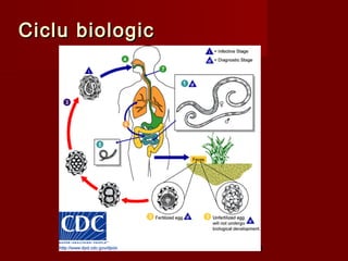 Ciclu biologic




                 49
 