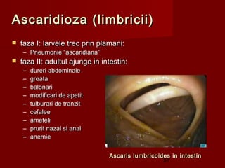 Ascaridioza (limbricii)
   faza I: larvele trec prin plamani:
    – Pneumonie “ascaridiana”
   faza II: adultul ajunge in intestin:
    –   dureri abdominale
    –   greata
    –   balonari
    –   modificari de apetit
    –   tulburari de tranzit
    –   cefalee
    –   ameteli
    –   prurit nazal si anal
    –   anemie


                                 Ascaris lumbricoides in intestin
                                                   51
 