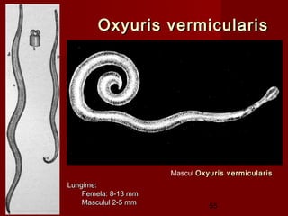 Oxyuris vermicularis




                      Mascul Oxyuris vermicularis
Lungime:
    Femela: 8-13 mm
    Masculul 2-5 mm             55
 