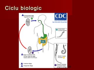 Ciclu biologic




                 56
 