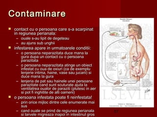 Contaminare
   contact cu o persoana care s-a scarpinat
    in regiunea perianala:
     – ouale s-au lipit de degeteau
     – au ajuns sub unghii
   infestarea apare in urmatoarele conditii: 
     – o persoana neparazitata duce mana la
       gura dupa un contact cu o persoana
       parazitata 
     – o persoana neparazitata atinge un obiect
       infestat cu oua de oxiuri (ca de exemplu
       lenjerie intima, haine, vase sau jucarii) si
       duce mana la gura 
     – lenjeria de pat sau hainele unei persoane
       parazitate cand sunt scuturate ajuta la
       ventilatrea oualor de paraziti (plutesc in aer
       si pot fi inghitite de alti oameni) 
   o persoana infestata poate fi reinfestata!
     – prin orice mijloc dintre cele enumerate mai
       sus
     – cand ouale se prind de regiunea perianala        57
       si larvele migreaza inapoi in intestinul gros
 