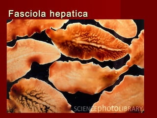 Fasciola hepatica




                    9
 